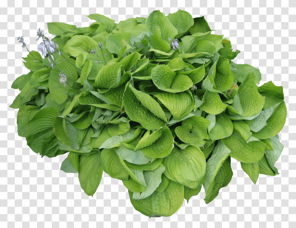 Herb Looks Like Parsley, Leaf, Plant, Potted Plant, Vase Transparent Png