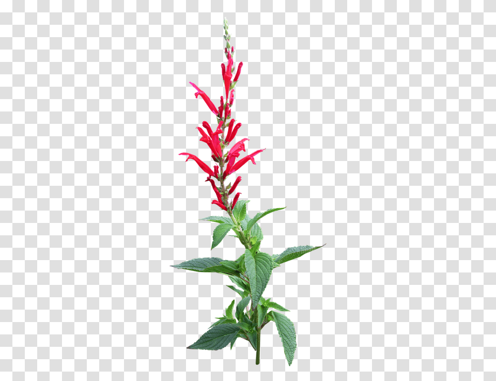 Herb Pineapple Sage Flower Pineapple Sage White Background, Acanthaceae, Plant, Blossom, Annonaceae Transparent Png