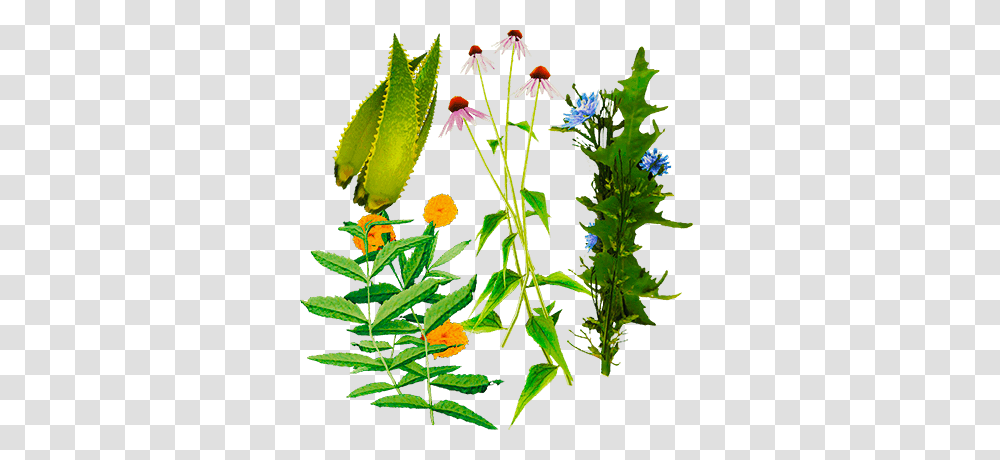 Herb, Plant, Acanthaceae, Flower, Blossom Transparent Png