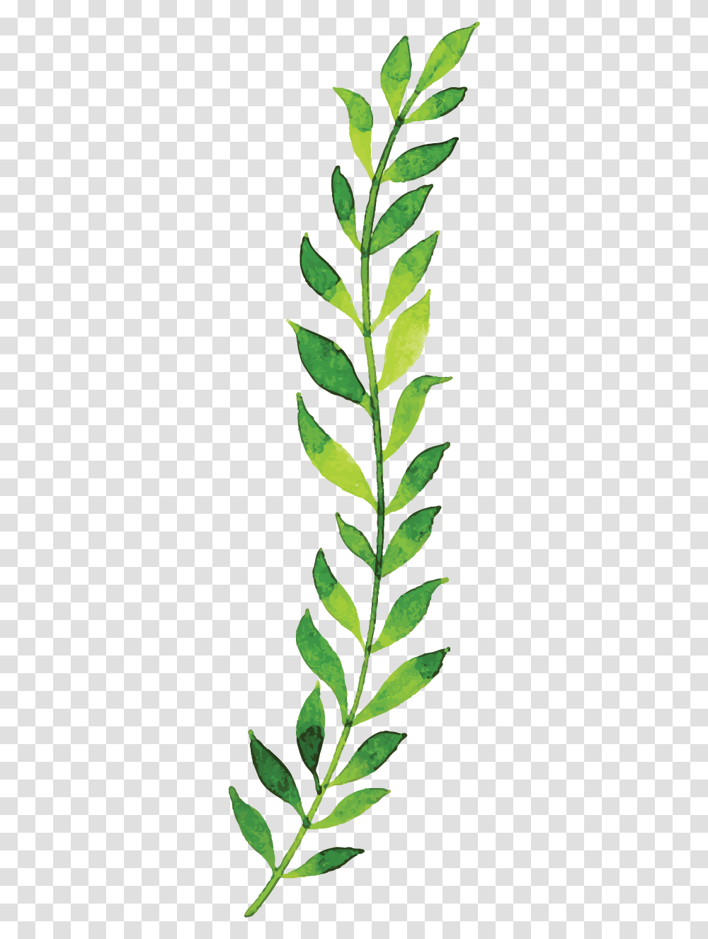 Herbaceous Plant, Leaf, Pineapple, Food, Flower Transparent Png