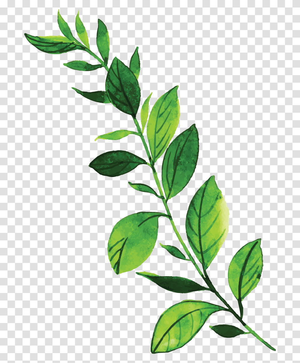 Herbaceous Plant, Leaf, Vase, Jar, Pottery Transparent Png