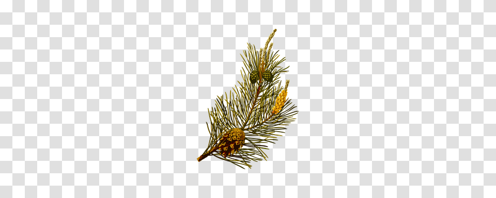 Herbal Technology, Tree, Plant, Conifer Transparent Png