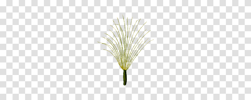 Herbal Technology, Plant, Tree, Grass Transparent Png