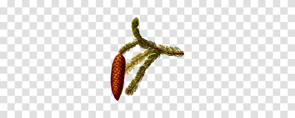 Herbal Technology, Plant, Tree, Conifer Transparent Png