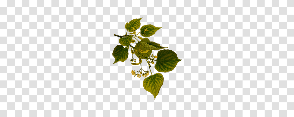 Herbal Technology, Leaf, Plant, Acanthaceae Transparent Png