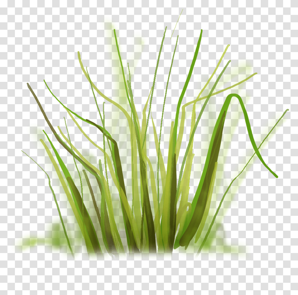 Herbe Dessin, Grass, Plant, Green, Flower Transparent Png