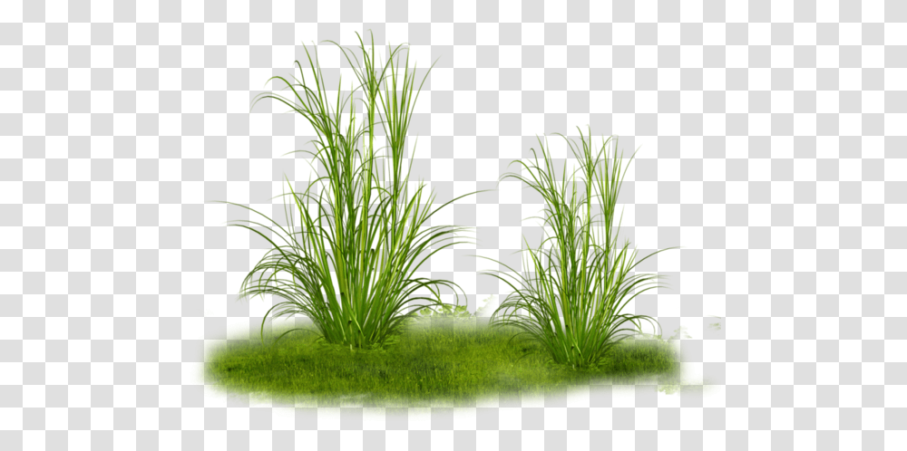 Herbe Green Grass Plant Dry Grass, Water, Aquatic, Sea Life, Animal Transparent Png