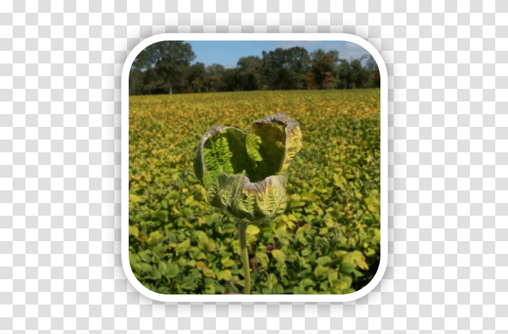 Herbicide Damaged Soybeans From Dicamba Drift, Outdoors, Field, Plant, Nature Transparent Png
