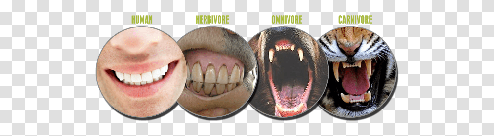 Herbivore Vs Omnivore Teeth, Mouth, Lip, Snake, Reptile Transparent Png