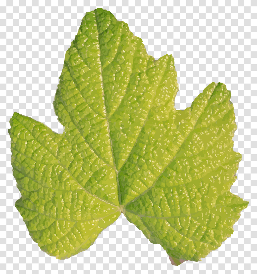 Herbplantgrape Leaves Hojas Sin Tallo, Leaf, Tree, Pineapple, Fruit Transparent Png