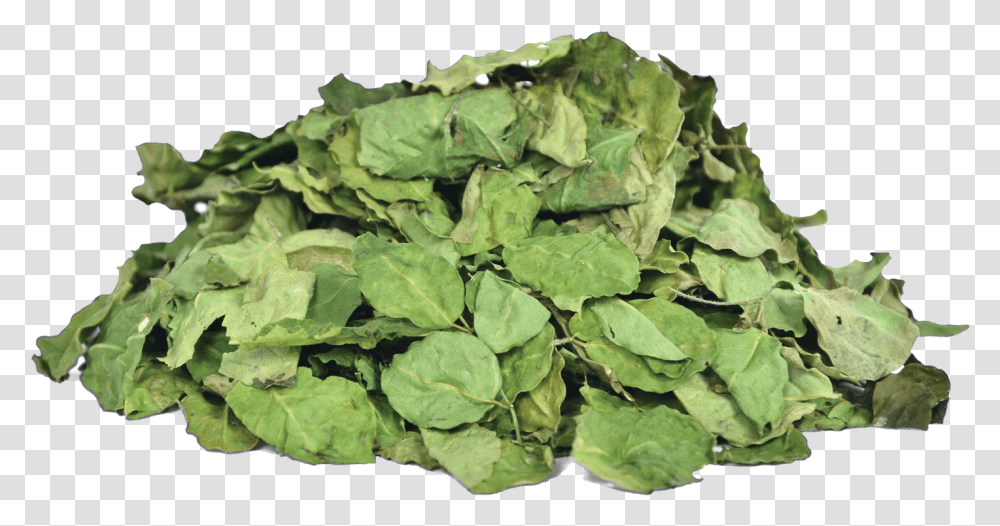 Herbs Amp Botanicals Moringa Leaves Moringa Dry Leaves, Plant, Spinach, Vegetable, Food Transparent Png