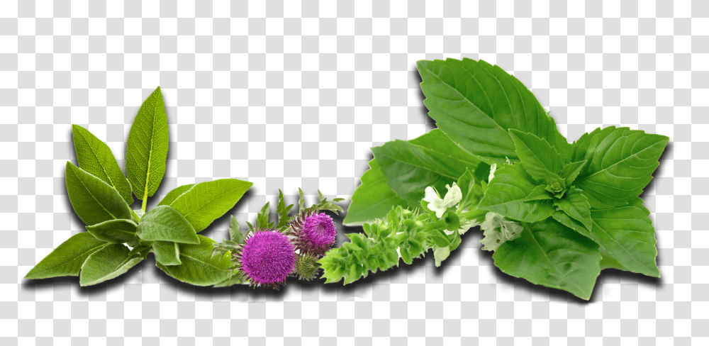 Herbs Curacore, Plant, Flower, Leaf, Vase Transparent Png