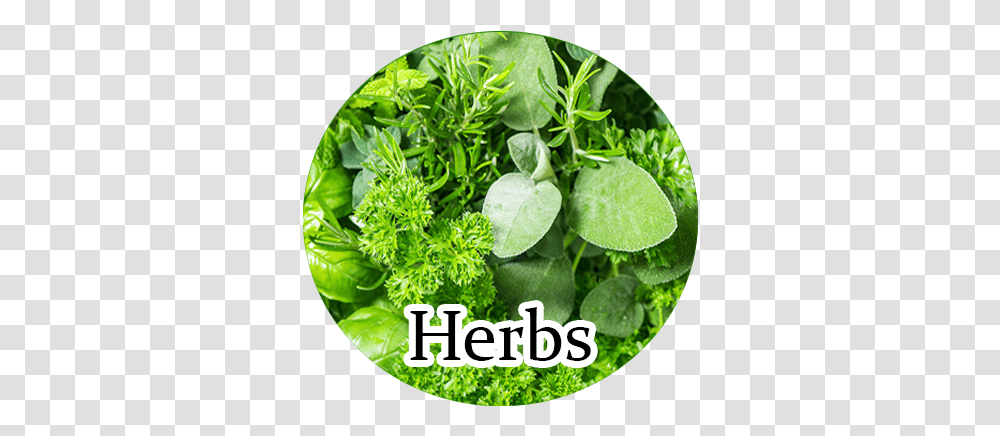 Herbs Fat Burning Herbs, Vase, Jar, Pottery, Plant Transparent Png