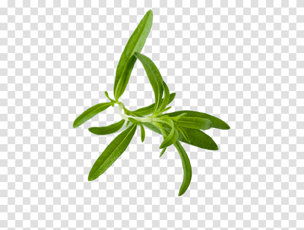 Herbs Hd Herbs Hd Images, Plant, Green, Leaf, Flower Transparent Png