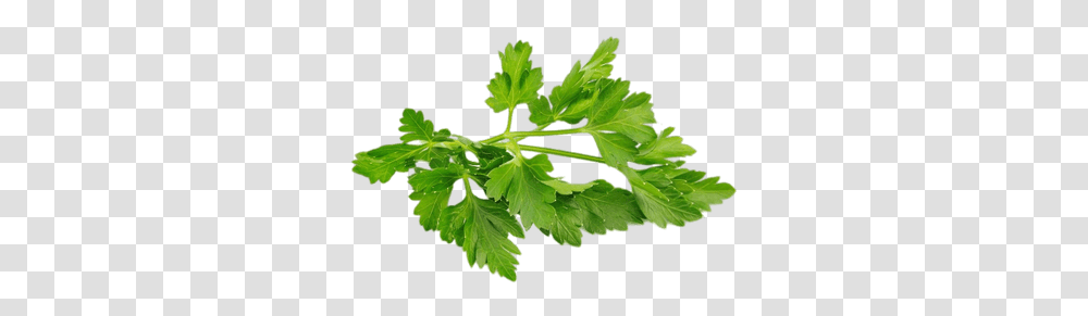 Herbs Images Parsley, Plant, Vase, Jar, Pottery Transparent Png