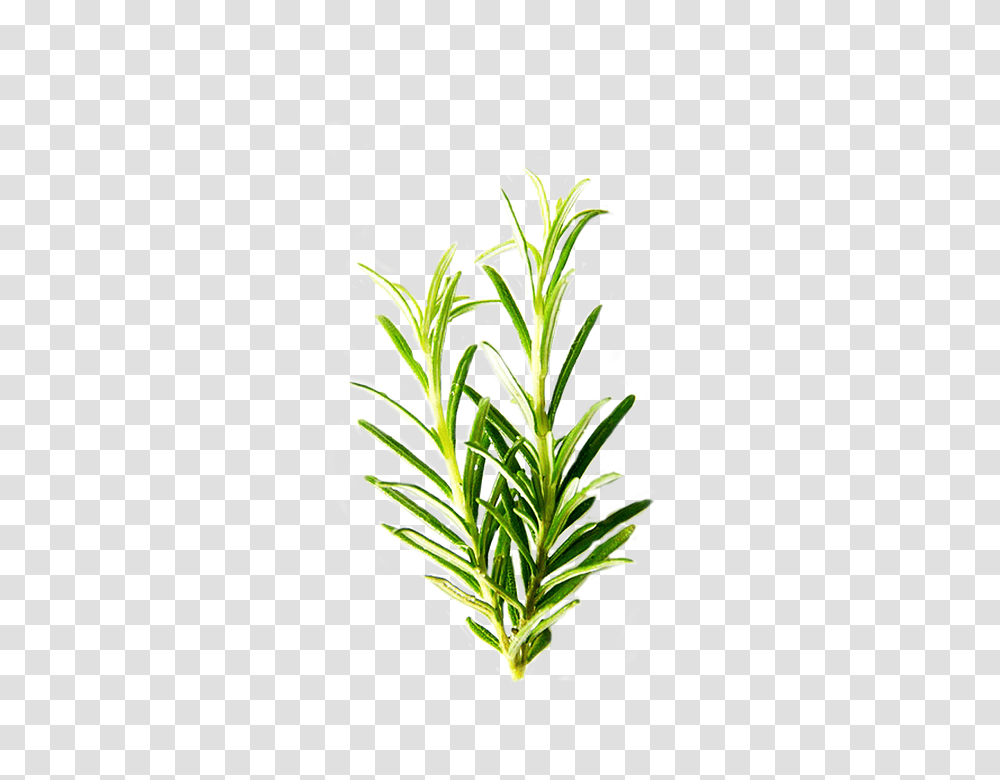 Herbs Images, Plant, Tree Transparent Png