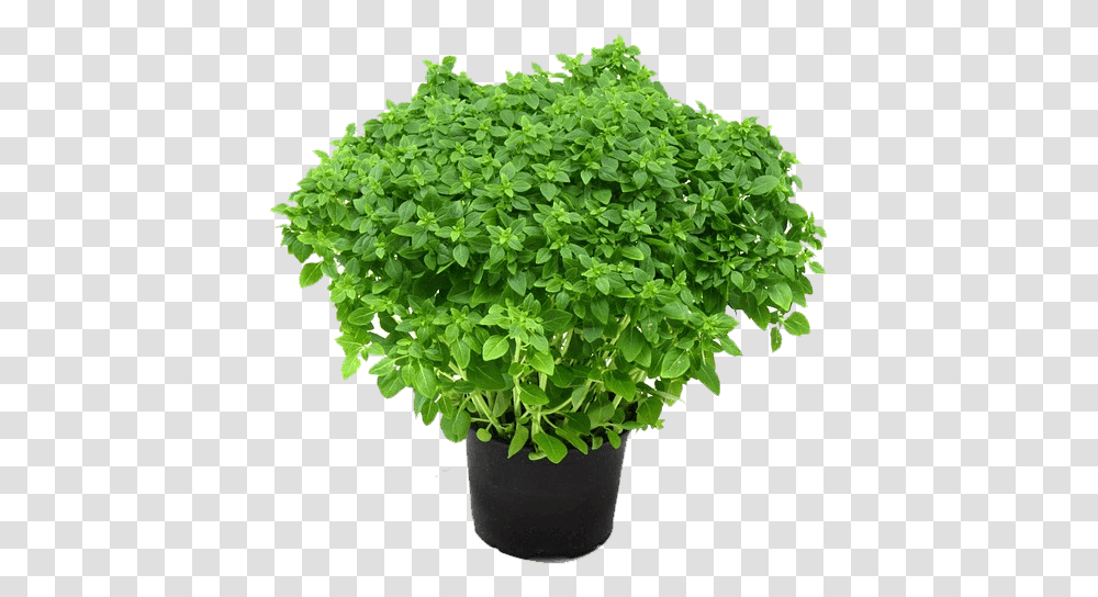 Herbs Plant, Potted Plant, Vase, Jar, Pottery Transparent Png