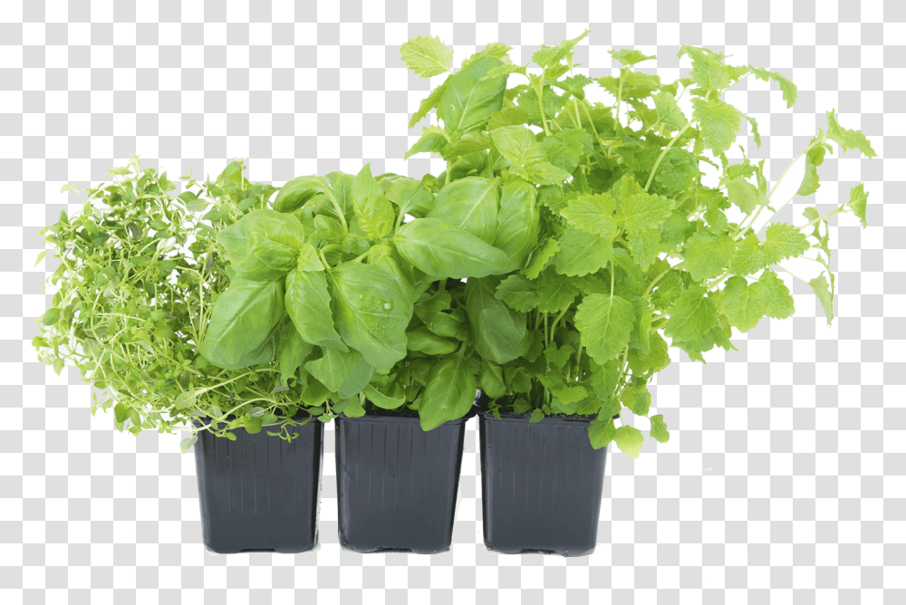 Herbs Pot, Potted Plant, Vase, Jar, Pottery Transparent Png