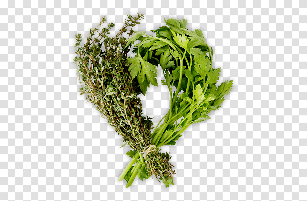 Herbs, Vase, Jar, Pottery, Potted Plant Transparent Png