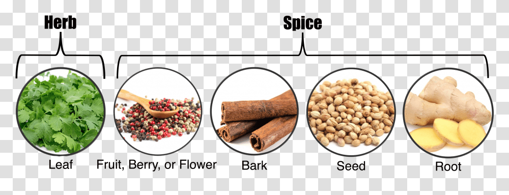 Herbs Vs Spices, Plant, Vegetable, Food Transparent Png