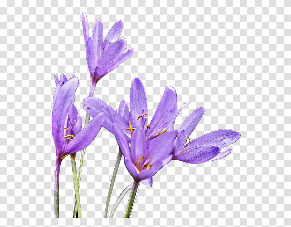 Herbstzeitlose 960, Flower, Plant, Blossom, Crocus Transparent Png