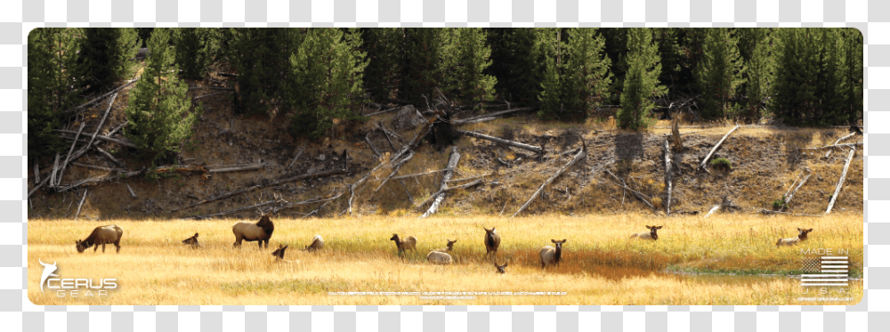 Herd, Bird, Animal, Elk, Deer Transparent Png