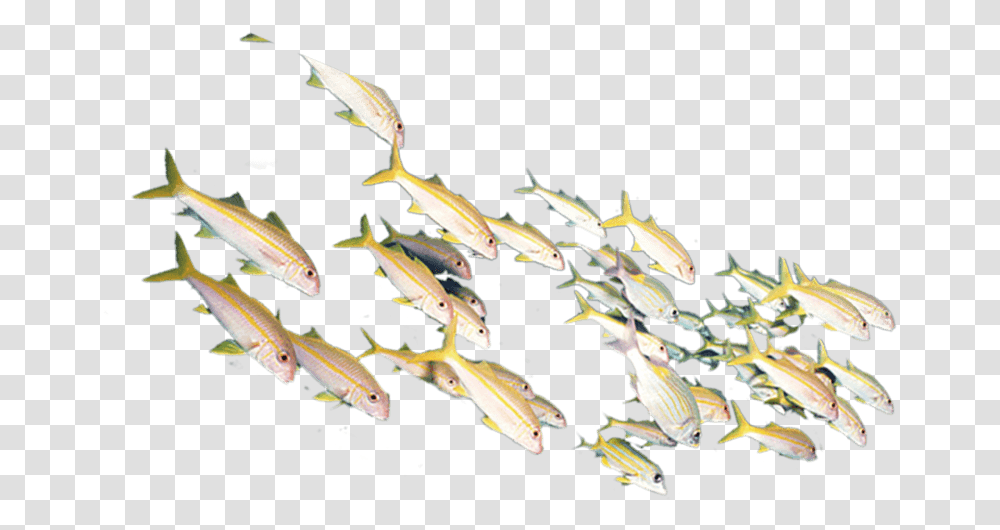 Herd Of Fish, Aquatic, Water, Animal, Sea Transparent Png