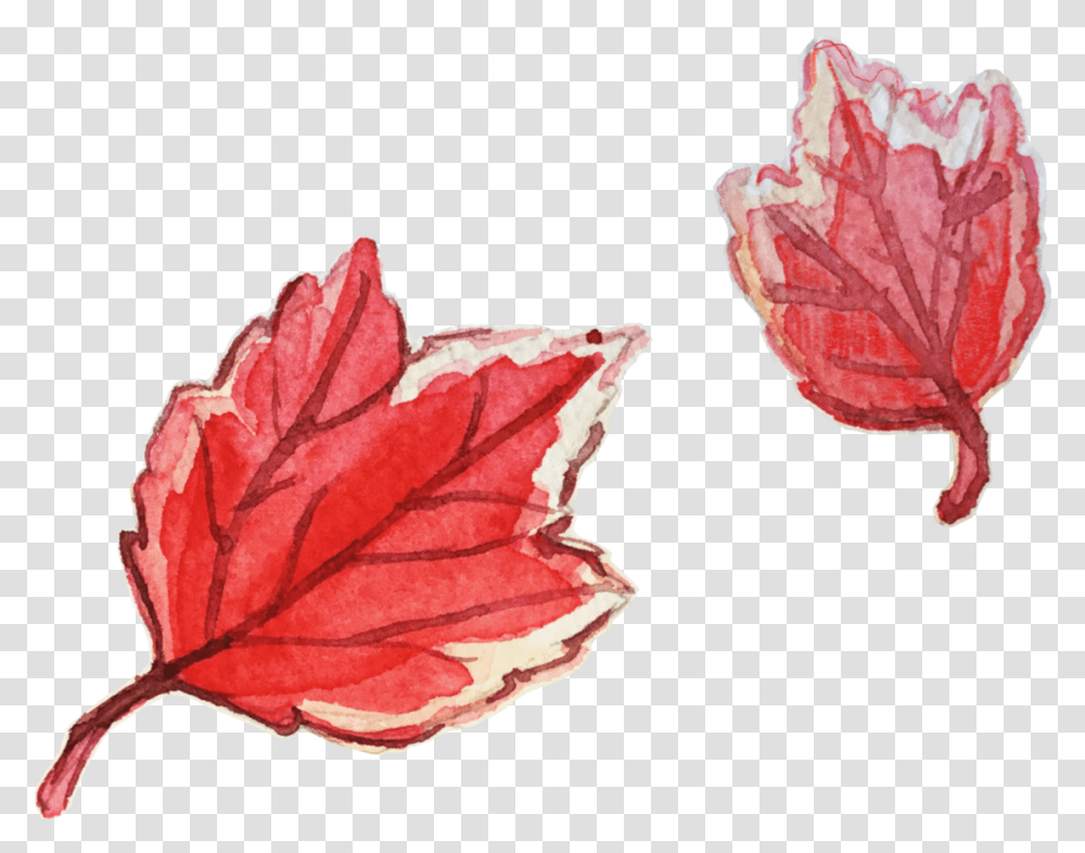 Here Are Some Watercolor Leaves For The Fall Maple Leaf, Plant, Tree, Rose, Flower Transparent Png