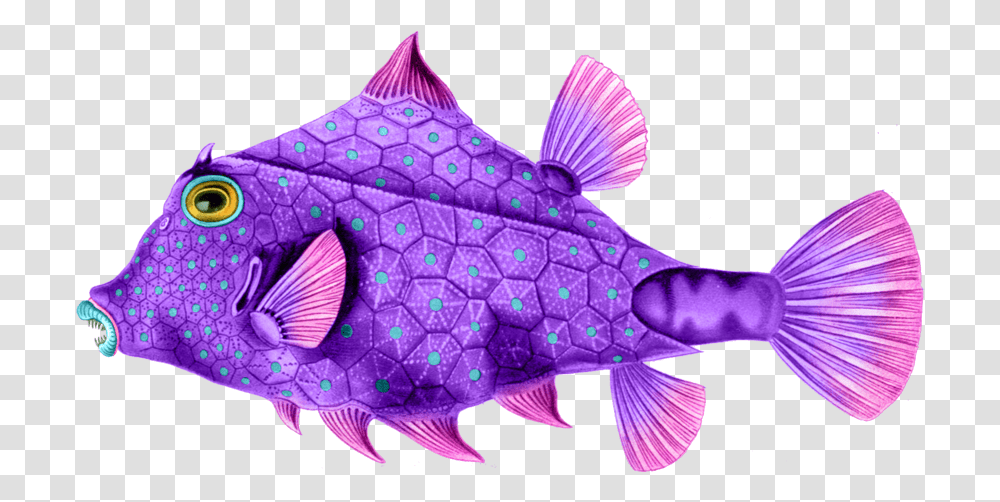 Here Are Some Wonderfully Colorful Sea Creatures To Ernst Haeckel Fish Art, Animal, Sea Life, Puffer, Purple Transparent Png