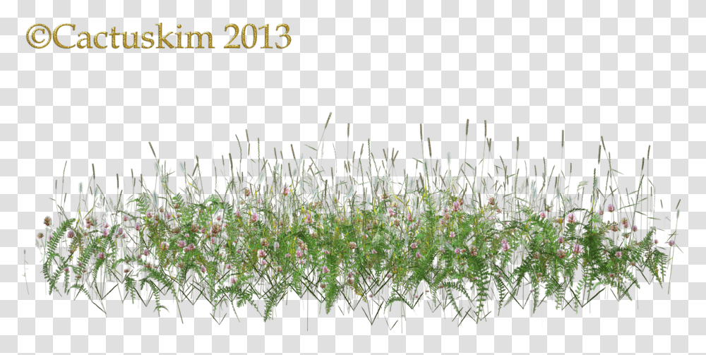 Here Is A Of Some Wildflowersgrass Etc On Tall Grass Flower, Plant, Acanthaceae, Petal, Potted Plant Transparent Png