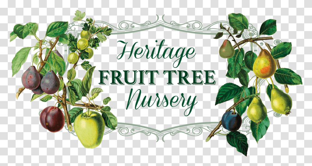 Heritage Fruit Tree Nursery Apple Trees Fruit Tree, Plant, Food, Produce, Text Transparent Png