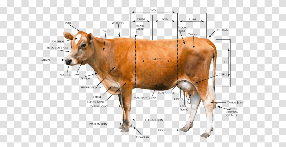 Heritage Jersey Organization Gt Registration Conformation Body Parts Of Cow In English, Cattle, Mammal, Animal, Bull Transparent Png