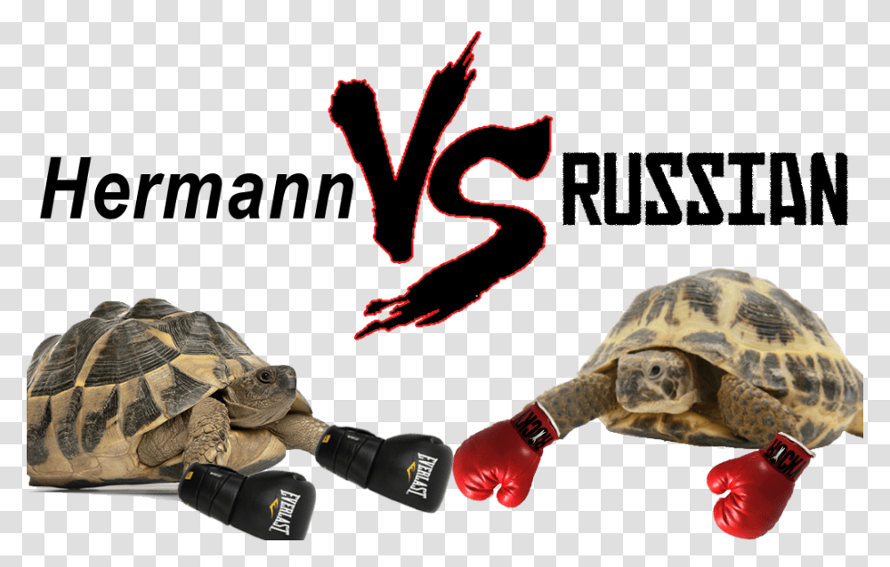Hermann Vs Russian Tortoise Horsefield Tortoise Vs Hermann, Turtle, Reptile, Sea Life, Animal Transparent Png