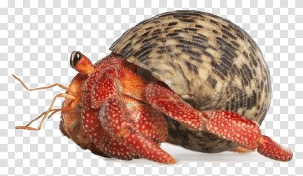 Hermit Crab Background, Food, Sea Life, Animal, Seafood Transparent Png