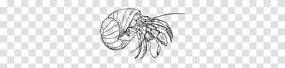 Hermit Crab Clip Art, Animal, Invertebrate, Insect, Sea Life Transparent Png