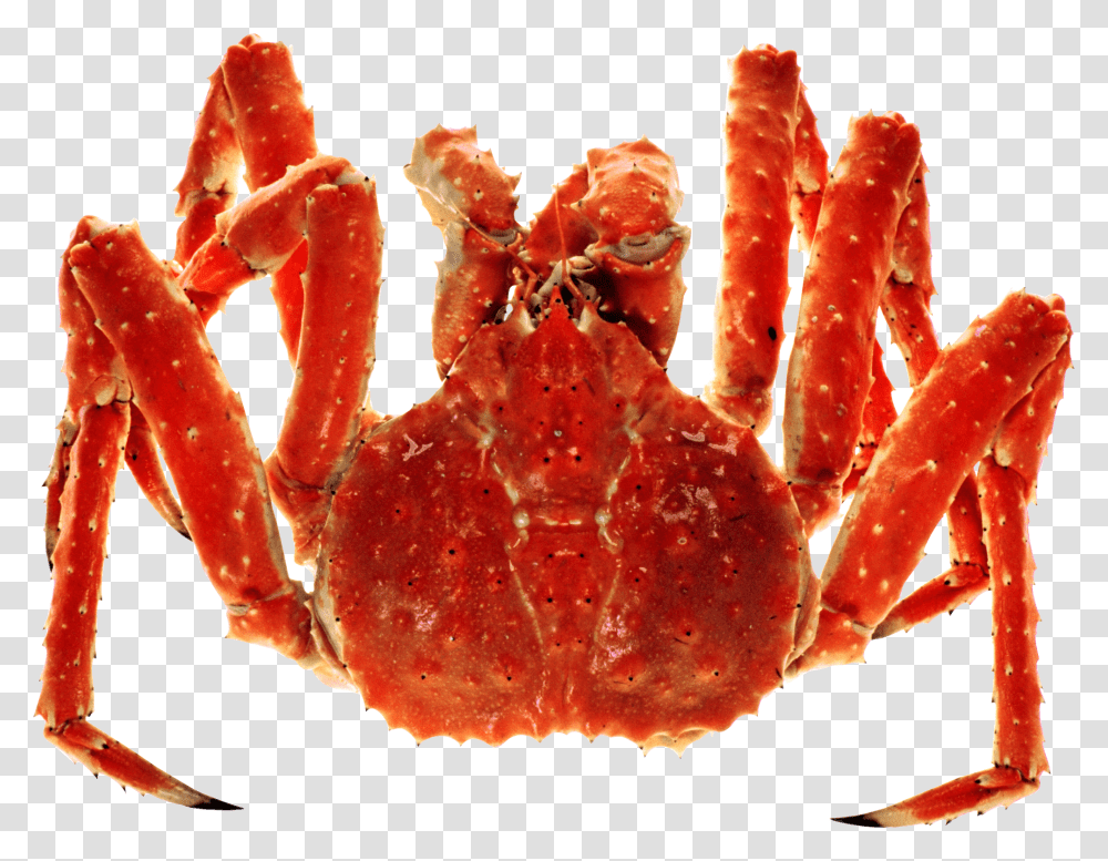 Hermit Crab Clipart Red King Crab, Food, Seafood, Sea Life, Animal Transparent Png