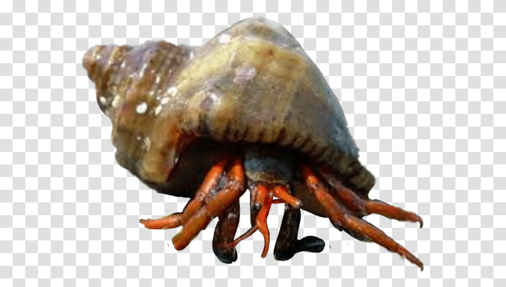 Hermit Crabs Rapan, Sea Life, Animal, Invertebrate, Fungus Transparent Png