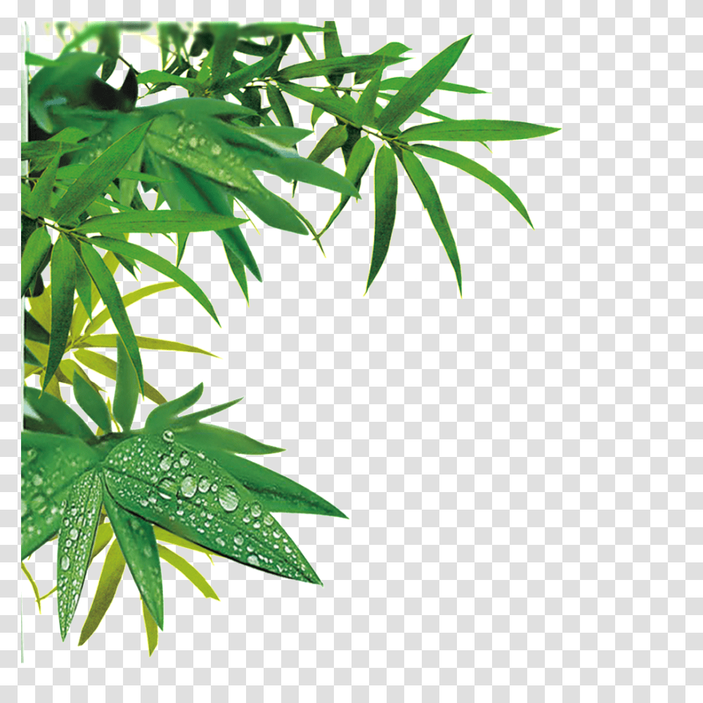 Hermoso De Y Hojas De De Alta Definicion, Plant, Vegetation, Leaf, Tree Transparent Png