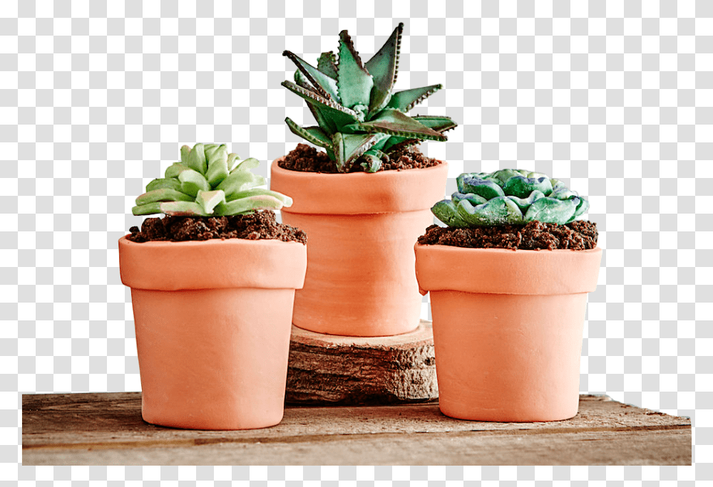 Hero Succulents Terracota, Plant, Potted Plant, Vase, Jar Transparent Png