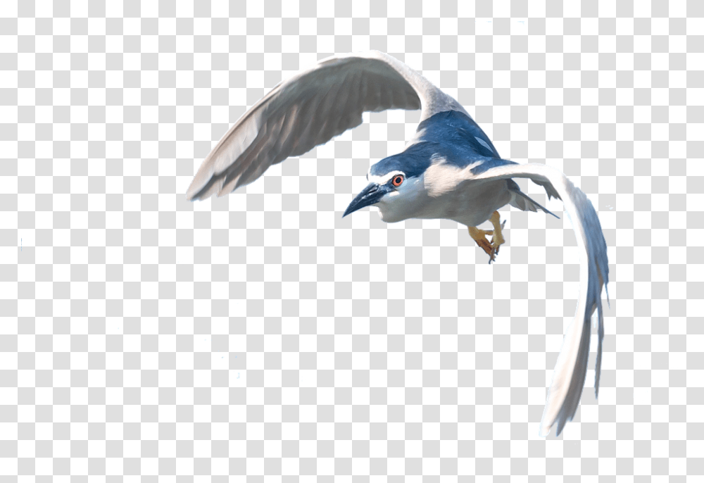 Heron 960, Animals, Bird, Flying, Seagull Transparent Png