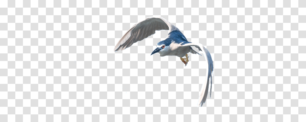 Heron Nature, Bird, Animal, Flying Transparent Png