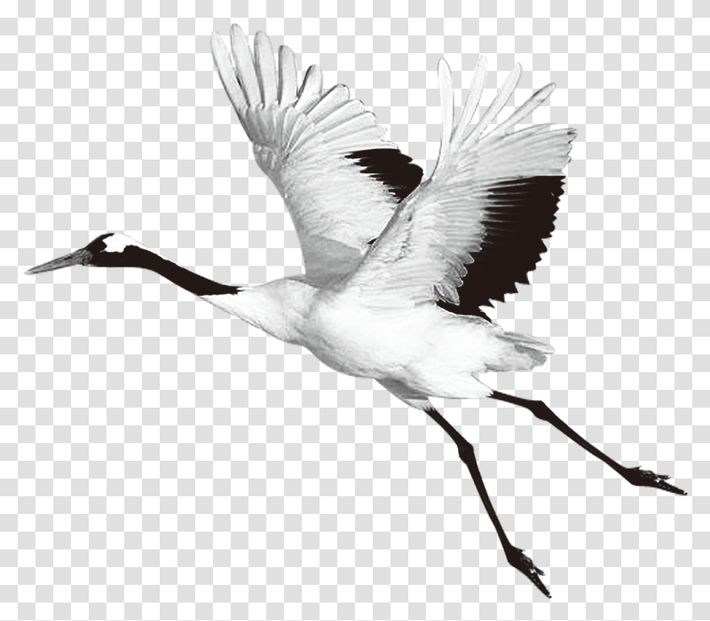 Heron Bird Clipart Red Crowned Crane, Animal, Crane Bird, Waterfowl, Stork Transparent Png