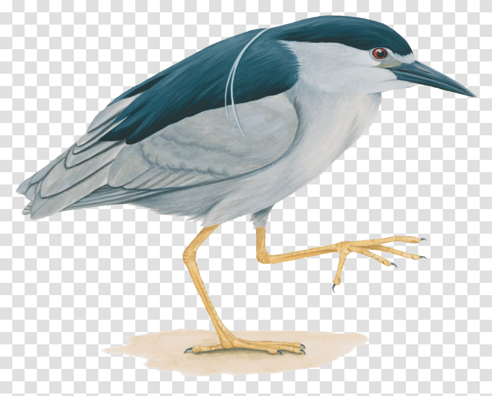 Heron Bird Clipart Yellow Crowned Night Heron Feet, Animal, Waterfowl, Ardeidae, Stork Transparent Png