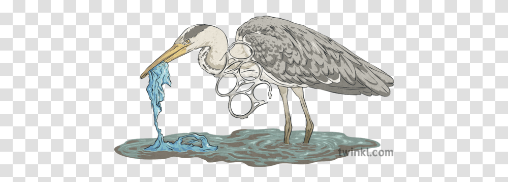 Heron Eating Plastic Bag Can Rings Water Bird Animal Rubbish Long, Waterfowl, Ardeidae, Beak, Crane Bird Transparent Png