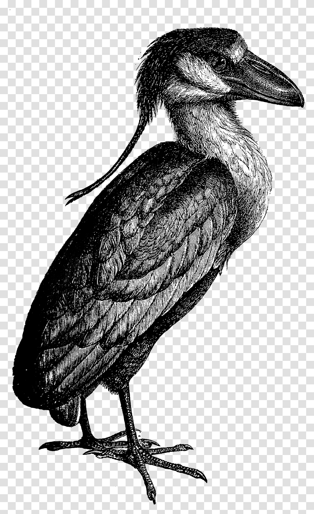 Heron Free Vintage Clip Art Black And White Clipart Kingfisher, Gray, World Of Warcraft Transparent Png