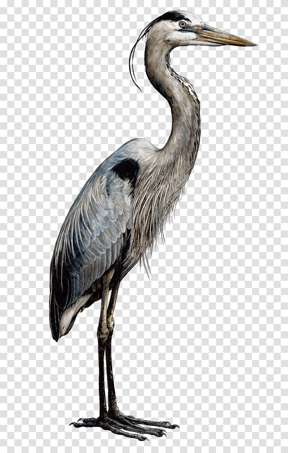 Heronsmaller Great Blue Heron, Bird, Animal, Stork, Waterfowl Transparent Png
