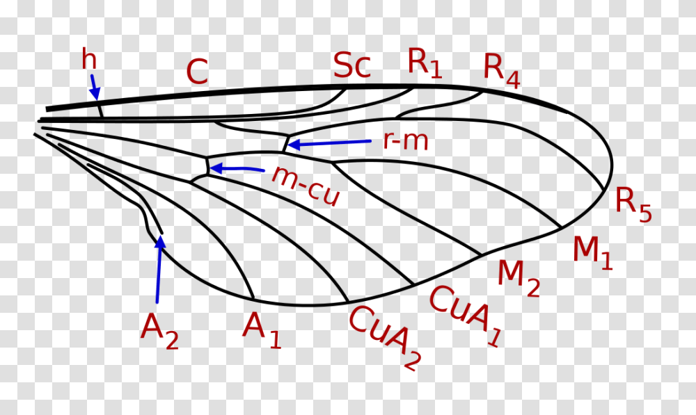Hesperinidae Wing Veins, Number, Electronics Transparent Png
