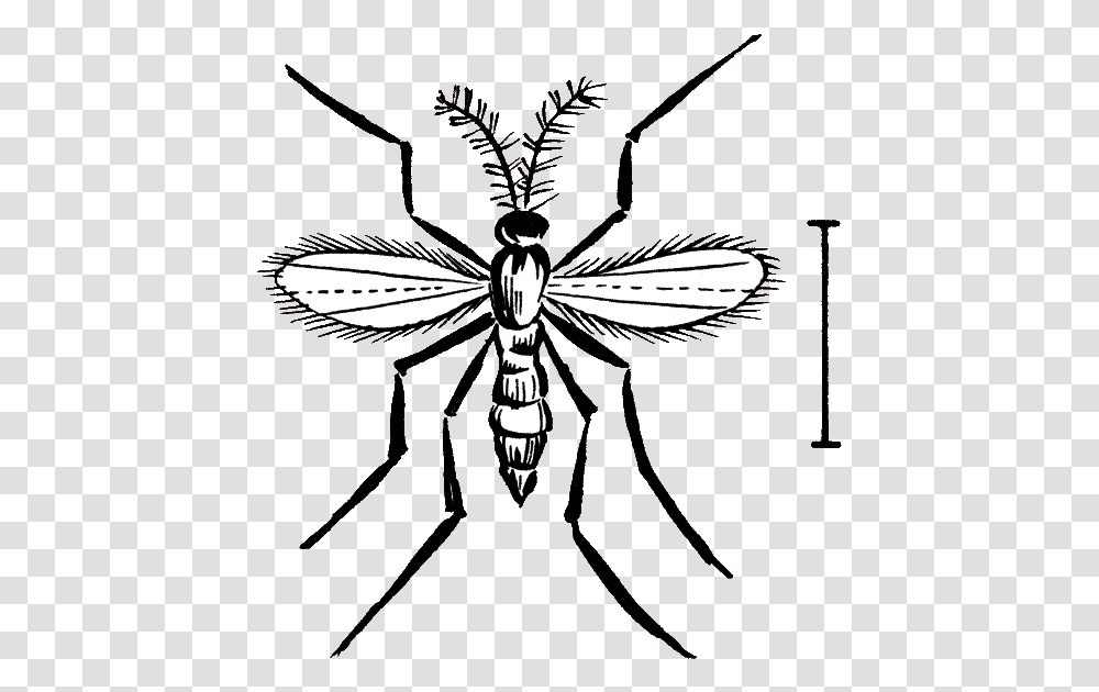 Hessian Fly Bee, Animal, Insect, Invertebrate, Clock Tower Transparent Png