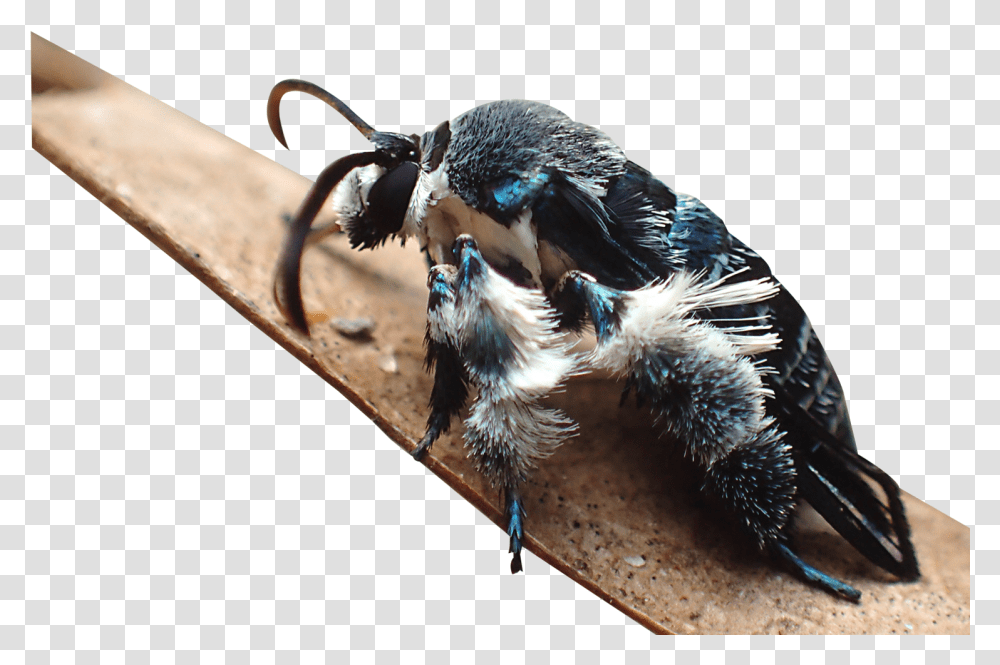 Heterosphecia Tawonoides, Bird, Animal, Jay, Bluebird Transparent Png