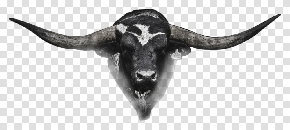 Hetland Horns Bull Head Real Bull Head, Mammal, Animal, Cow, Cattle Transparent Png